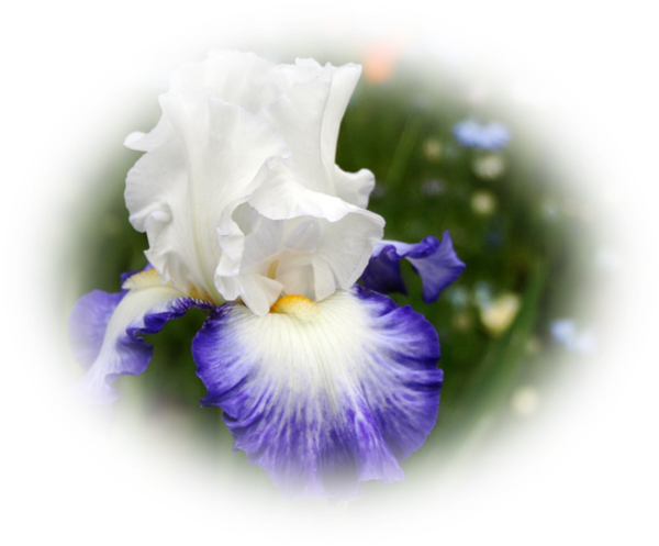 Iris (600x497)
