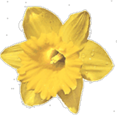 Holidays4u - Daffodil (400x400)
