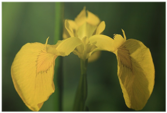 Yellow Iris (400x400)