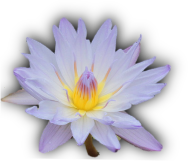 Playpen - Sacred Lotus (389x325)