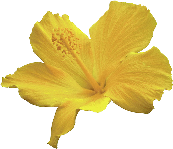 Lilies - Scorpion Grasses (670x569)
