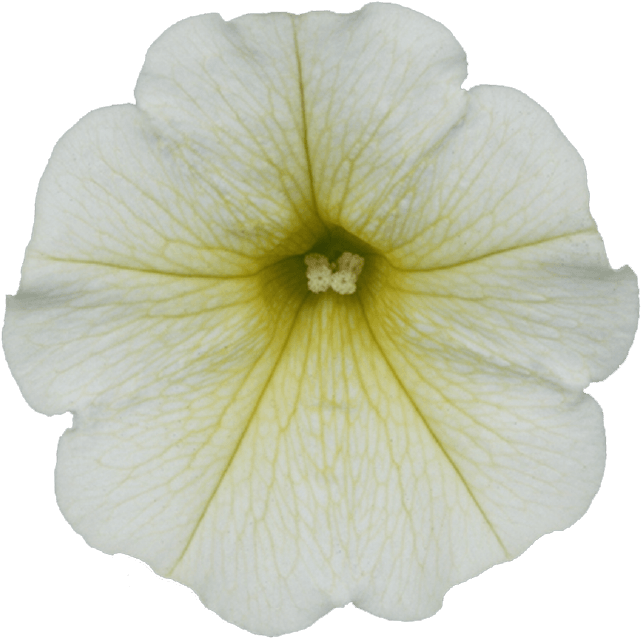 Petunia (871x1111)