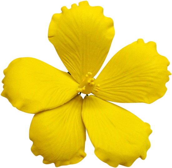 Lemon Yellow - Mimosa (598x600)