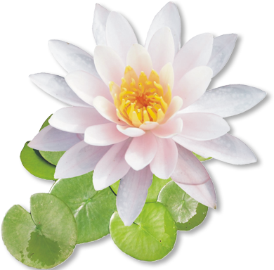 Flower Png (400x383)
