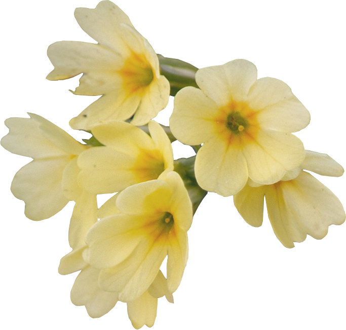 Flower Png - Portable Network Graphics (683x650)