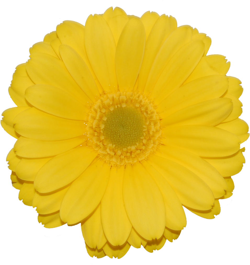 Gerberas - Yellow (1001x1030)