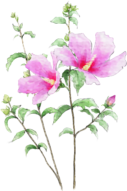 Art Designs - 木槿 花 (455x649)