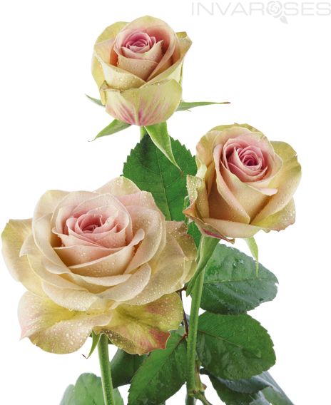 Upper Secret Rose - Upper Secret Rose (500x570)