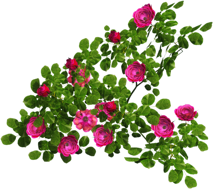 Blooming Roses - Clip Art (1024x724)