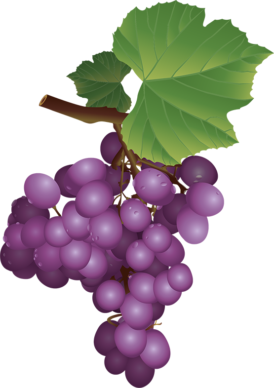Clip Art - Grape (555x786)