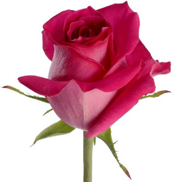 Rose (380x430)