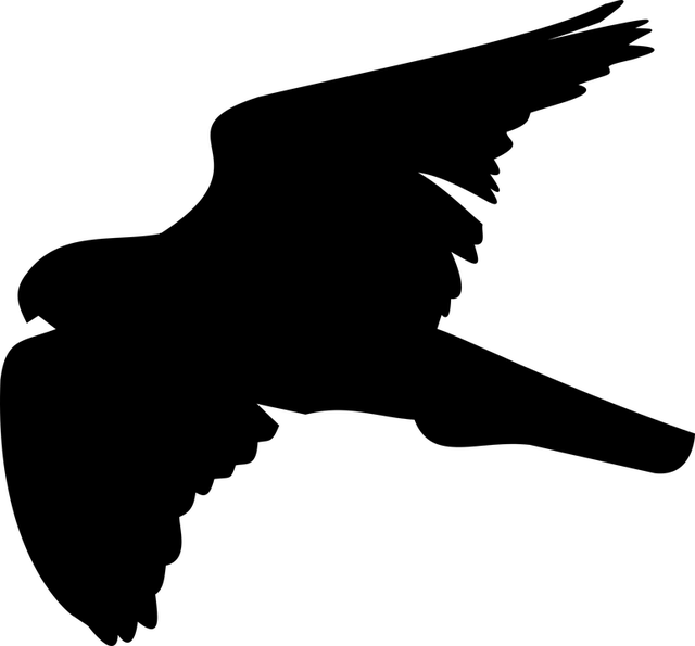 Halcon Png Vector (640x595)