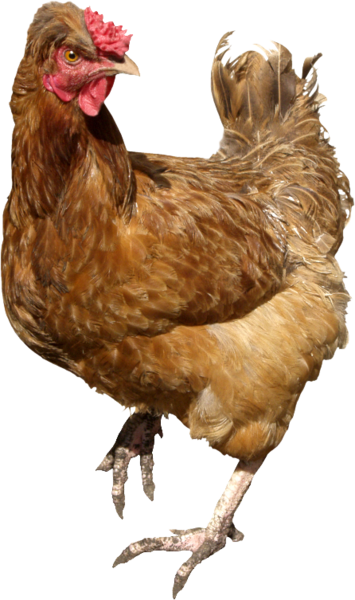 Chicken - Chickens Png (355x600)