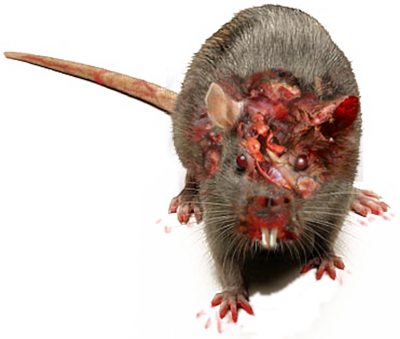 Zombie Rat Psd - Big Grey Rat (400x339)