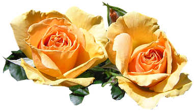 Petal (454x340)