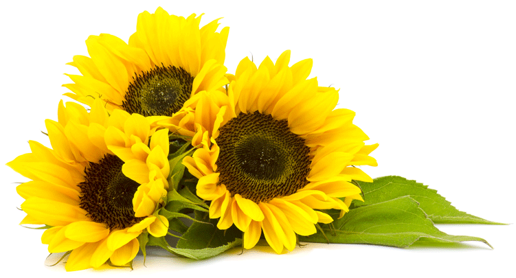 Sunflower Oil (800x800)