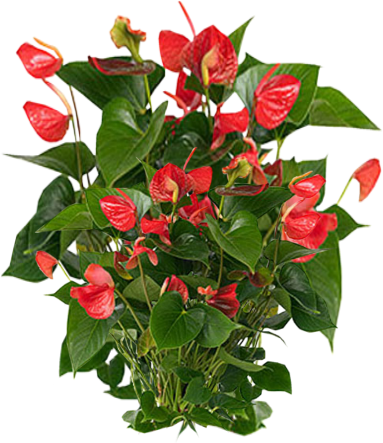 Clipart - Sample Plants - Laceleaf (1024x1024)