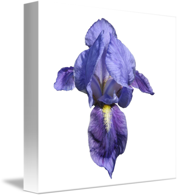 Flag Flower (589x650)