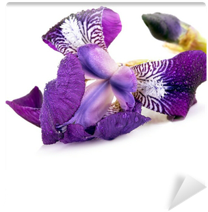 Irises (400x400)