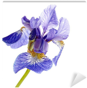Flower (400x400)