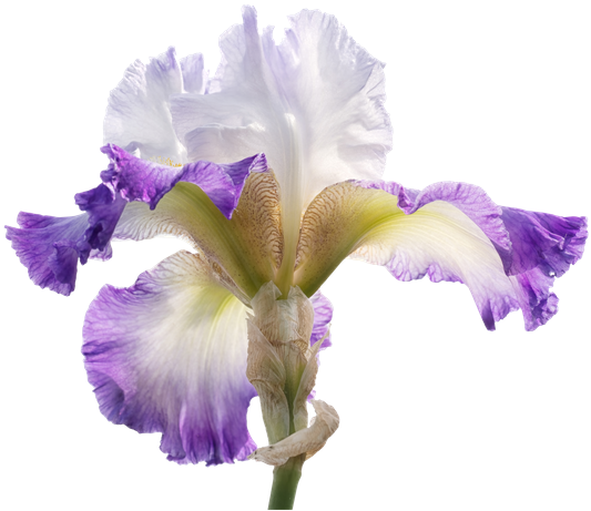 Frilly Iris Flower, Cutout - Iris Croatica (550x542)