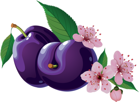 Plums - Plum (600x440)