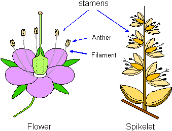 Stamens And Anthers (455x283)