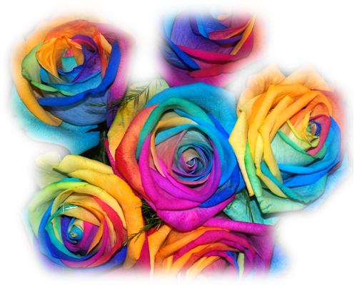 Flowers - Rainbow Rose (500x400)