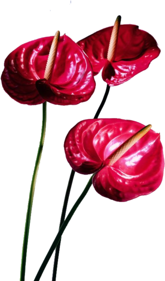 Anthurium - Anthurium (600x600)