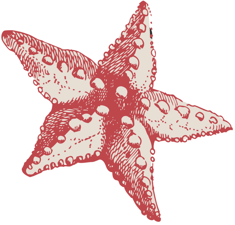 Starfish-graphic - Starfish (800x800)