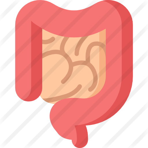 Intestine - Small Intestine (512x512)