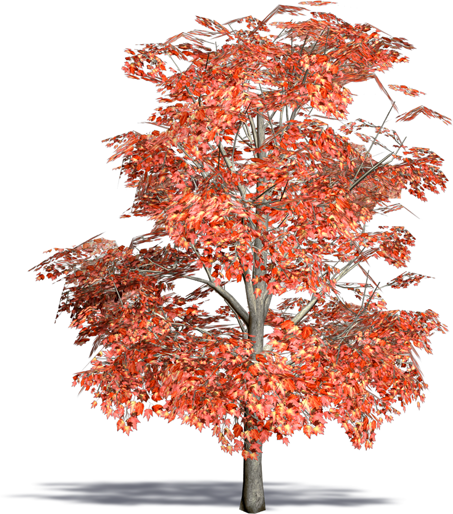Maple (1000x1000)