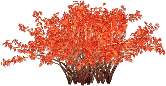 Maple Leaf (640x331)