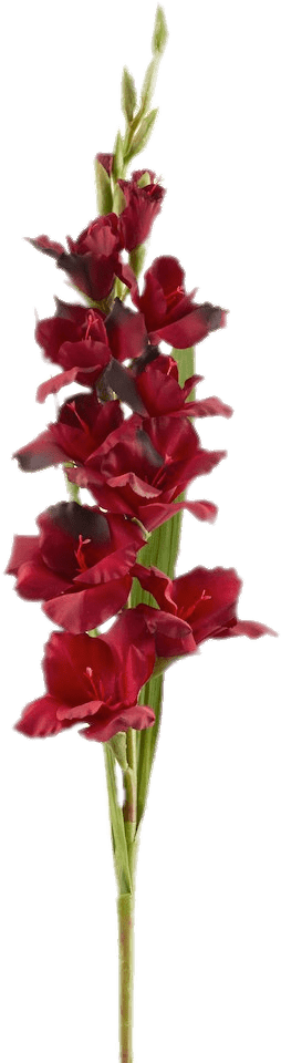 Download - Gladiolus (1024x1024)