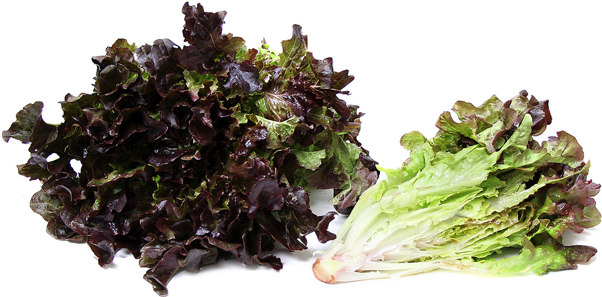 Red Leaf Lettuce (900x962)