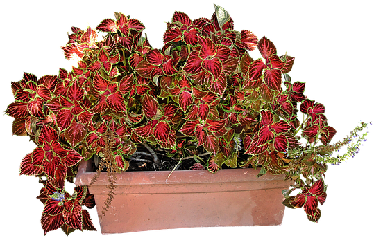 Coleus Png (640x480)