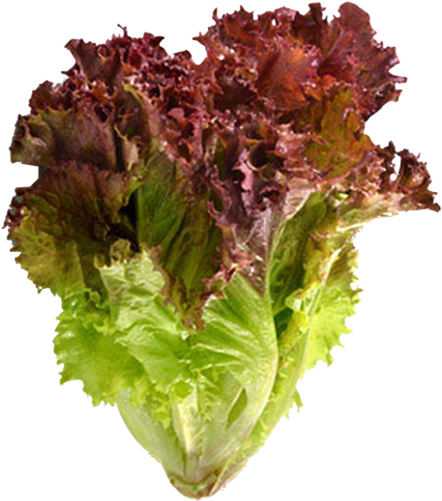 Red Leaf Lettuce - Red Leaf Lettuce (580x529)