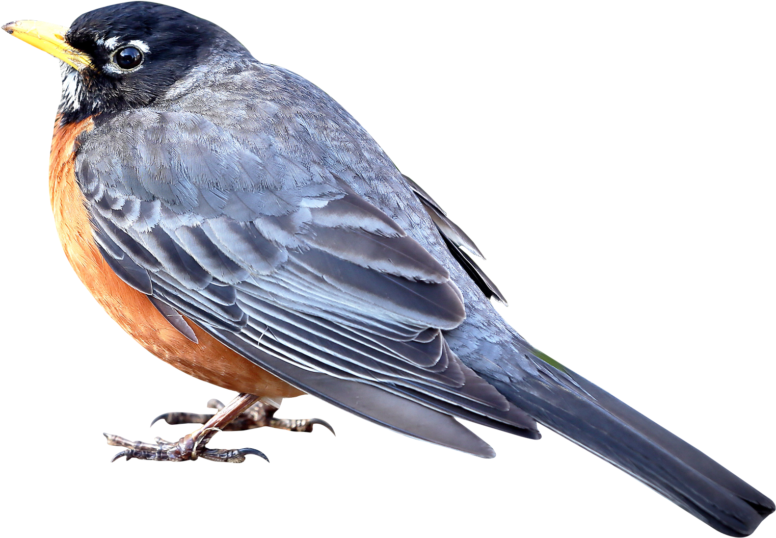 Bird Png (1600x1169)