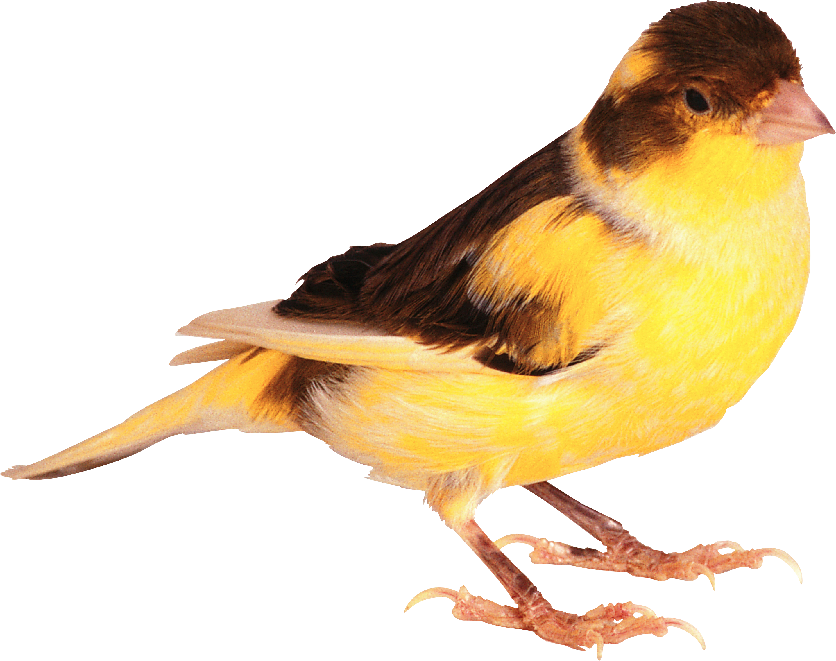 Tube Oiseau (2877x2275)