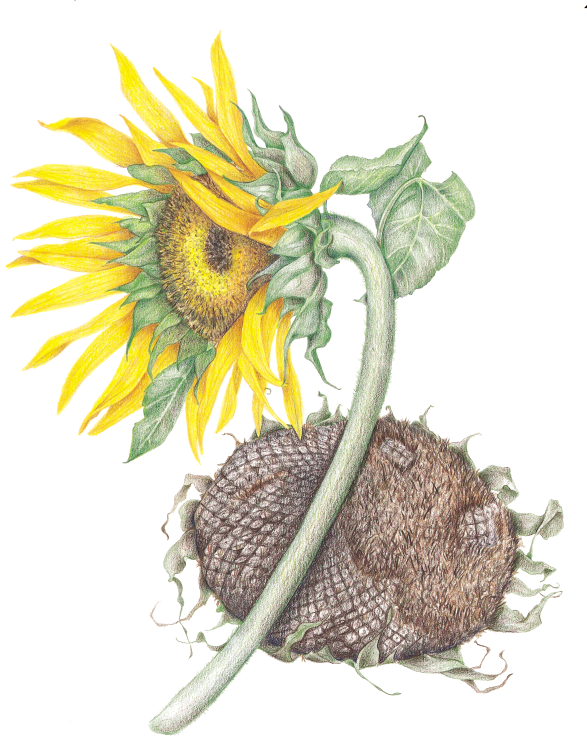 Sunflower - Sunflower (587x745)