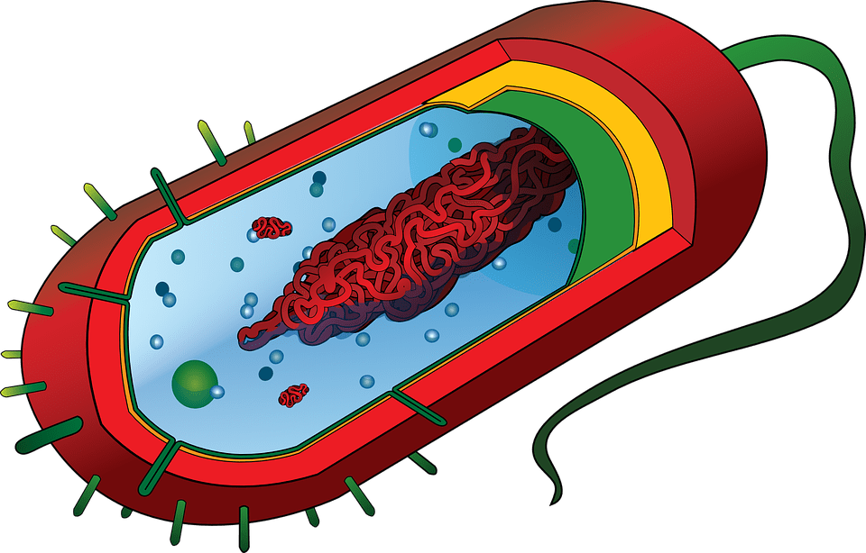 Plasmid In A Cell (960x614)