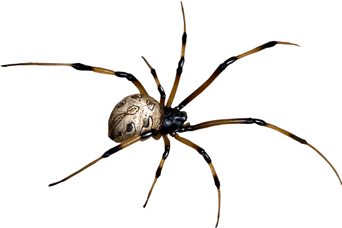 Act - Araneus (800x600)