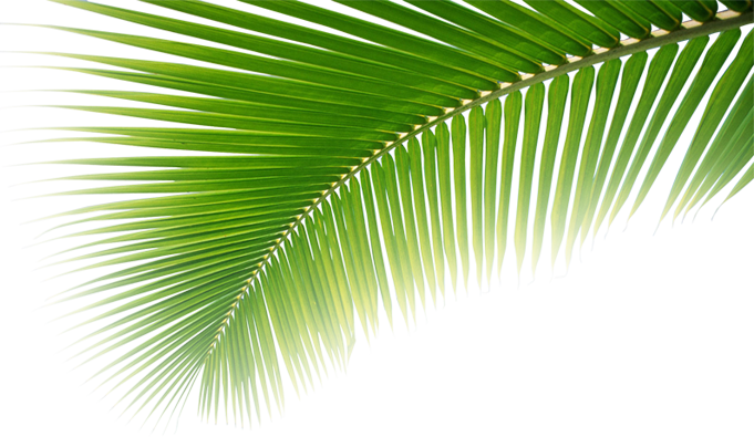 Leaf2 - Pati Png (681x395)