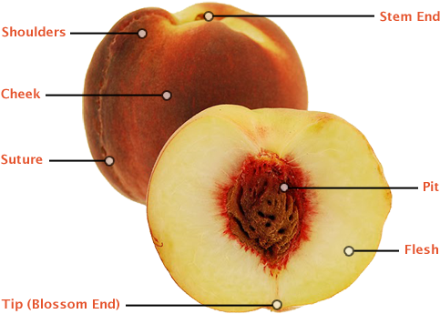 Share It - Fruit (525x382)
