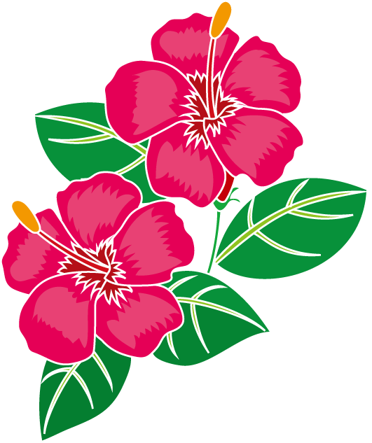 夏の花1 16 ハイビスカスイラスト - ハイビスカス 絵 (531x633)