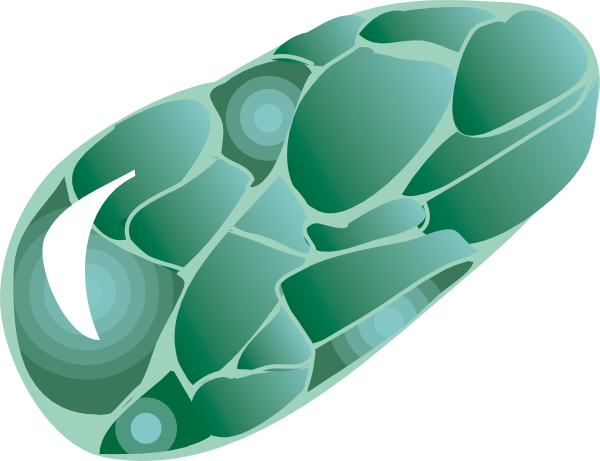 Stone Clip Art Transparent (600x461)