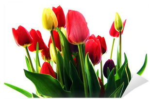 Sprenger's Tulip (400x400)