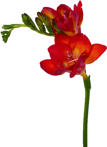 Фрезия Красная - Canna Lily (460x560)
