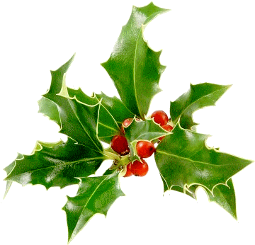 Noel - American Holly (378x357)