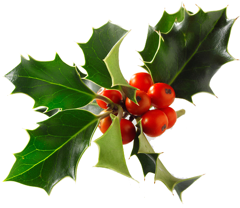 El Pessebre - Holly (650x488)